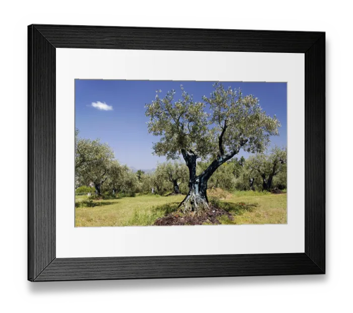 Framed Print : Olive grove