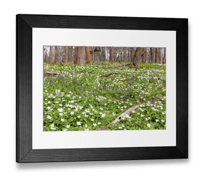 Framed Print : Flowering anemone carpet in the forest