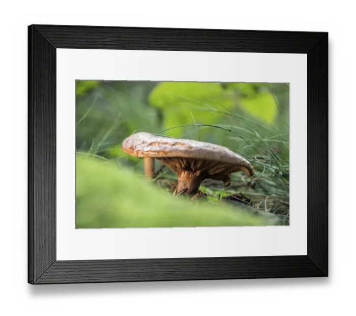 Framed Print : Bare Kremling in the coniferous forest Framed Print : Bare Kremling in the coniferous forest