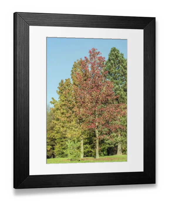Framed Print : Autumn landscape Framed Print : Autumn landscape