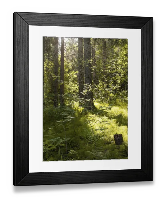 Framed Print : Dense pine green forest, rays of sunlight from sun break through leaves of trees
