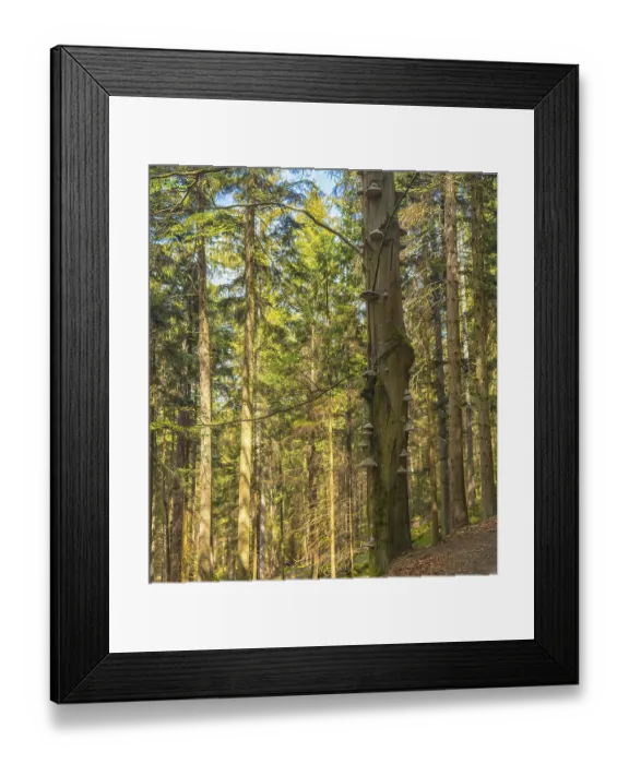 Framed Print : Polyporus - a lot of mushrooms on a tree trunk
