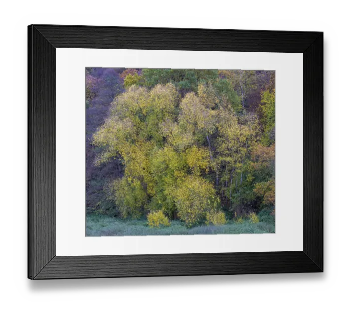 Framed Print : Deciduous forest, autumn colouring, Hesse, Germany