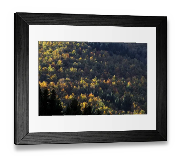 Framed Print : Mixed forest in autumn on a mountainside Framed Print : Mixed forest in autumn on a mountainside