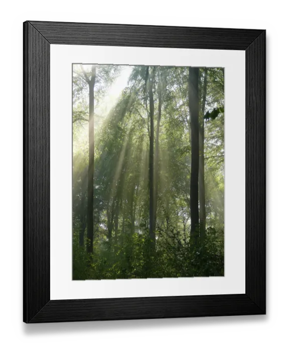 Framed Print : Deciduous forest in spring, fog in the forest