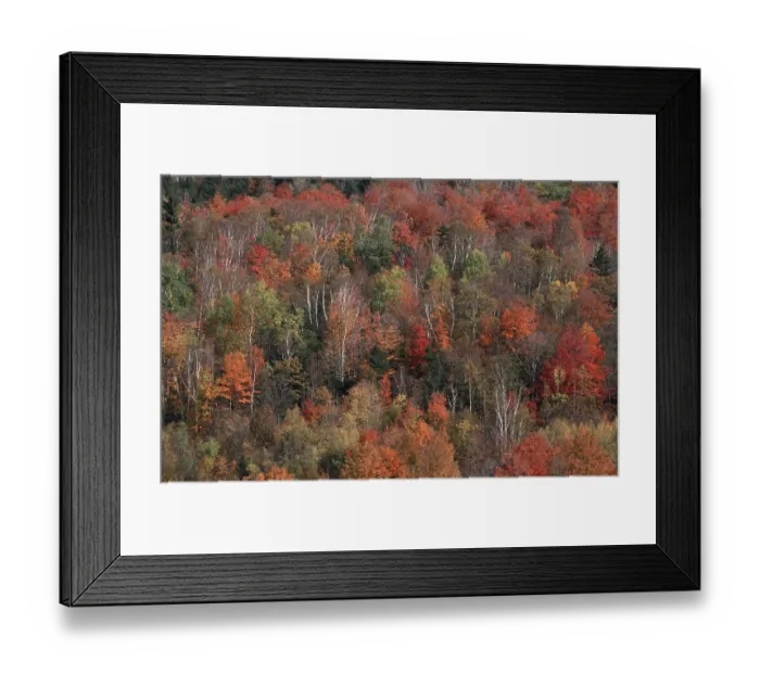 Framed Print : Autumn forest, New England, USA