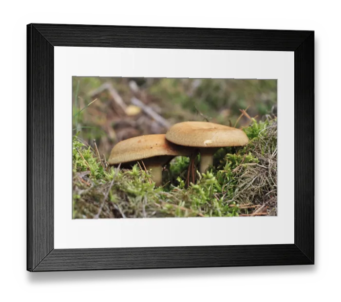 Framed Print : Kahler Krempling, Paxillus involutus (Paxillaceae)