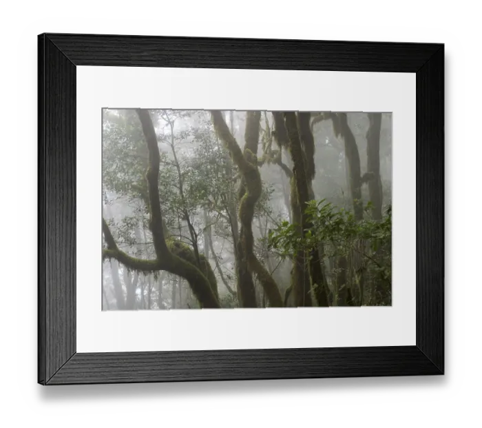 Framed Print : Garajonay National Park laurisilva - La Gomera Framed Print : Garajonay National Park laurisilva - La Gomera