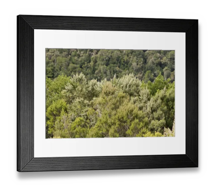 Framed Print : Erica arborea National park Garajonay La Gomera Canary Islands