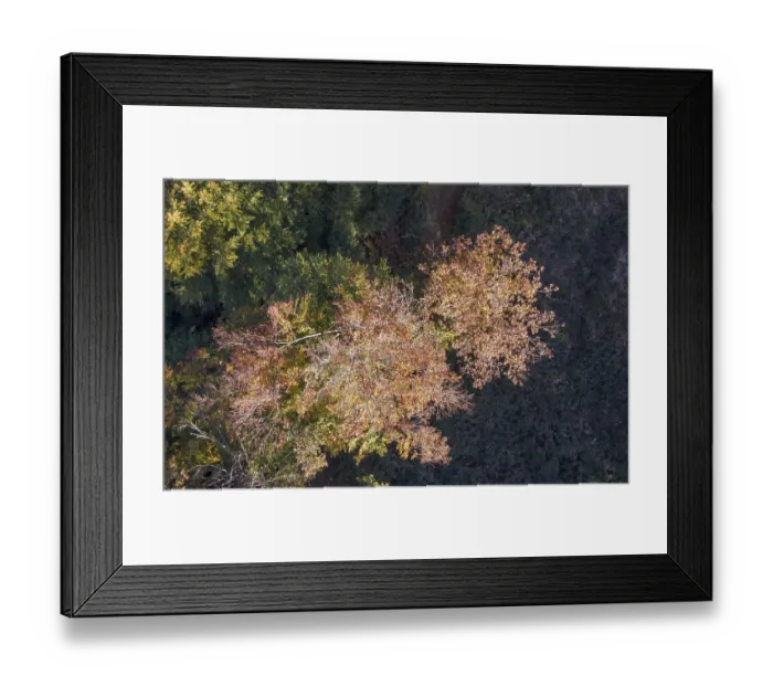 Framed Print : Trees in autumn forest, drone photo