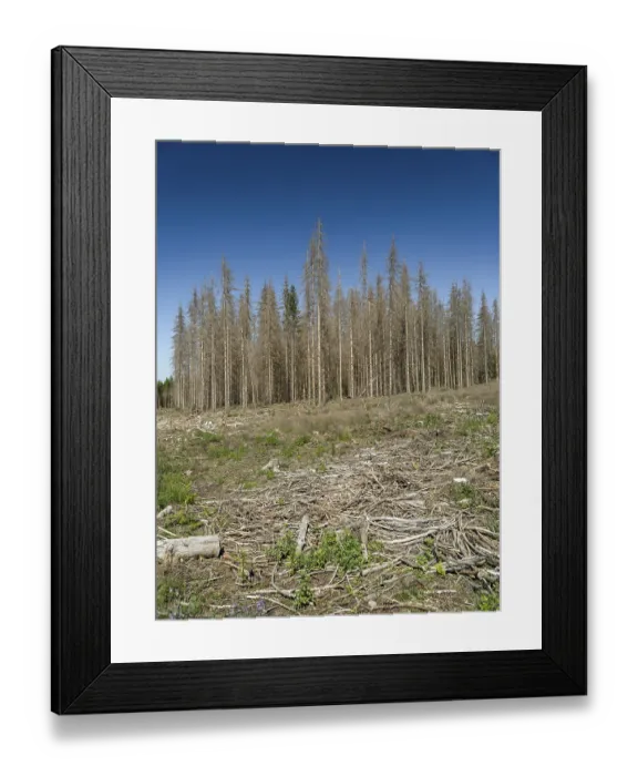 Framed Print : Dead, dead spruces (Picea), tree death Framed Print : Dead, dead spruces (Picea), tree death