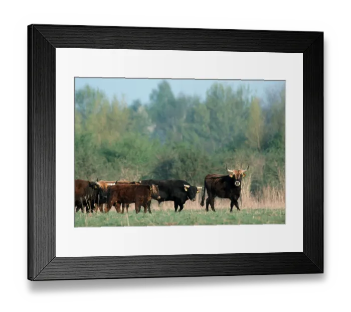 Framed Print : Aurochs, domestic cattle (Bos primigenius taurus)