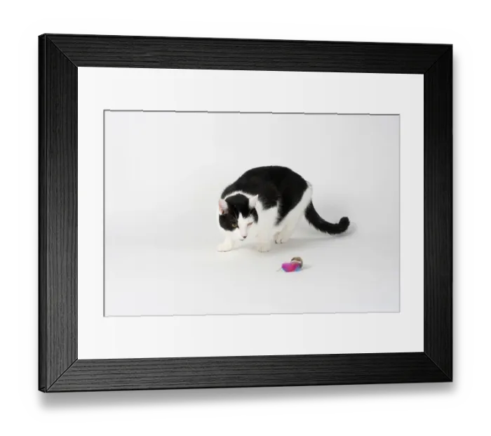 Framed Print : Domestic cat, Male cat, Distrustful