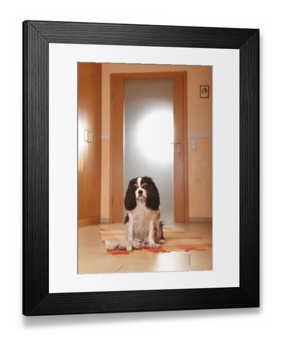 Framed Print : Cavalier King Charles Spaniel, tricolour