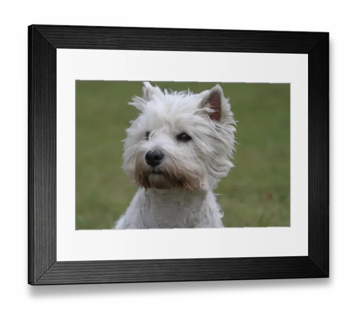 Framed Print : West Highland White Terrier