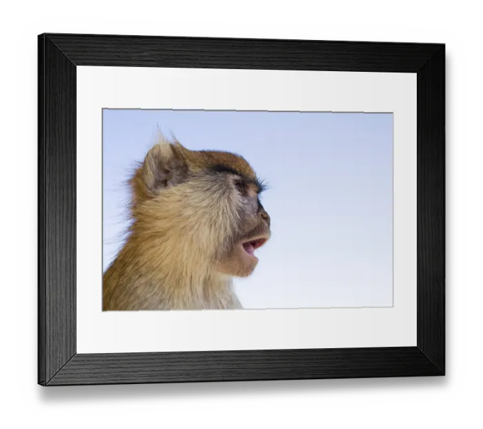 Framed Print : Patas Monkey (Erythrocebus patas)