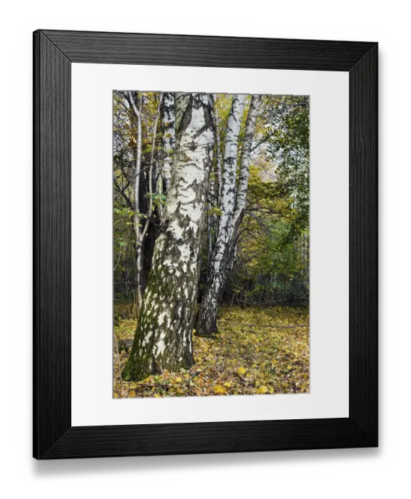 Framed Print : The white trunks of birches on the background of the autumn forest Framed Print : The white trunks of birches on the background of the autumn forest