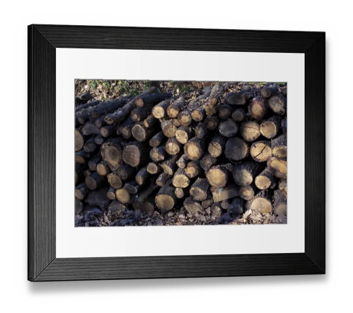 Framed Print : Wooden logs in a forest in the view Framed Print : Wooden logs in a forest in the view