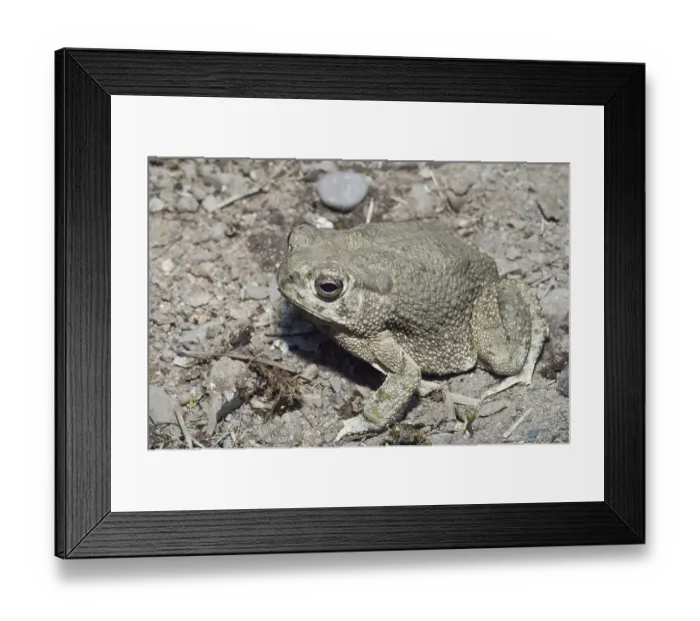 Framed Print : The Texas toad, Bufo speciosus
