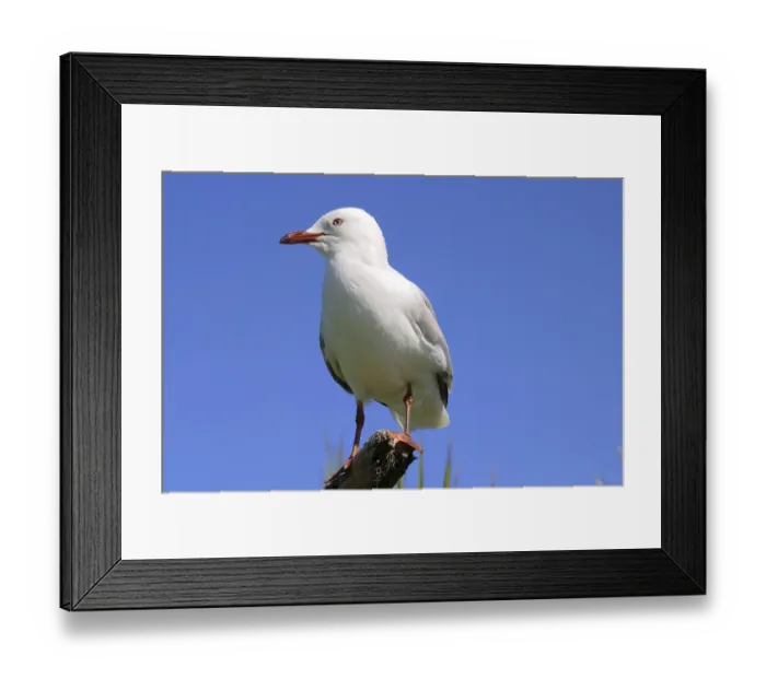 Framed Print : Red billed Seagull North Island New Zealand Framed Print : Red billed Seagull North Island New Zealand