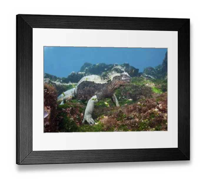 Framed Print : Galapagos sea lizard, Amblyrhynchus Scalloped ribbonfish