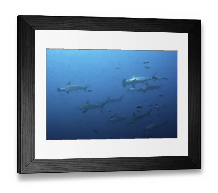 Framed Print : School of scalloped hammerhead sharks
