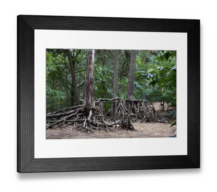 Framed Print : Scots pine (Pinus sylvestris), eroded roots Framed Print : Scots pine (Pinus sylvestris), eroded roots