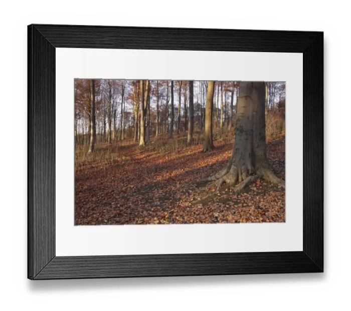 Framed Print : Common Beech (Fagus sylvatica) woodland habitat with leaf litter