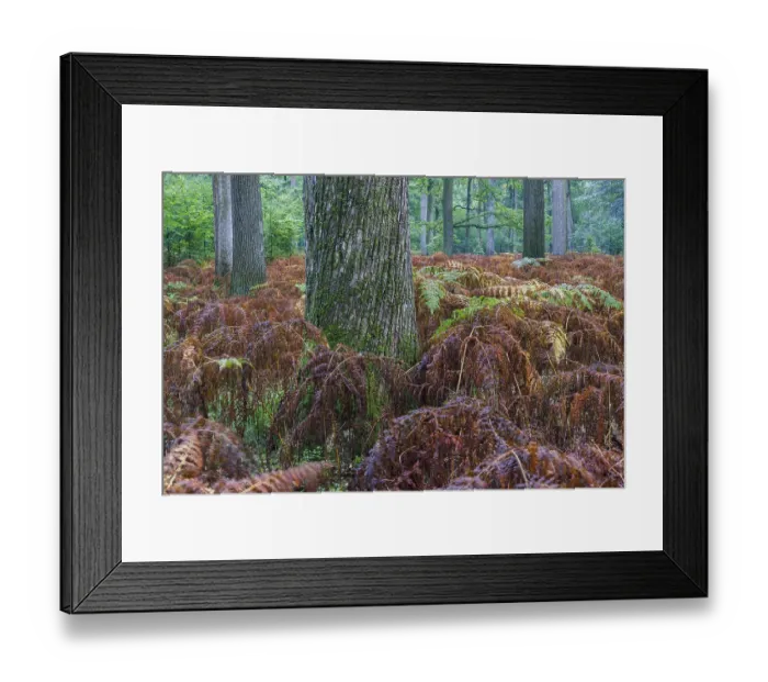 Framed Print : Mixed deciduous forest with bracken in autumn Framed Print : Mixed deciduous forest with bracken in autumn