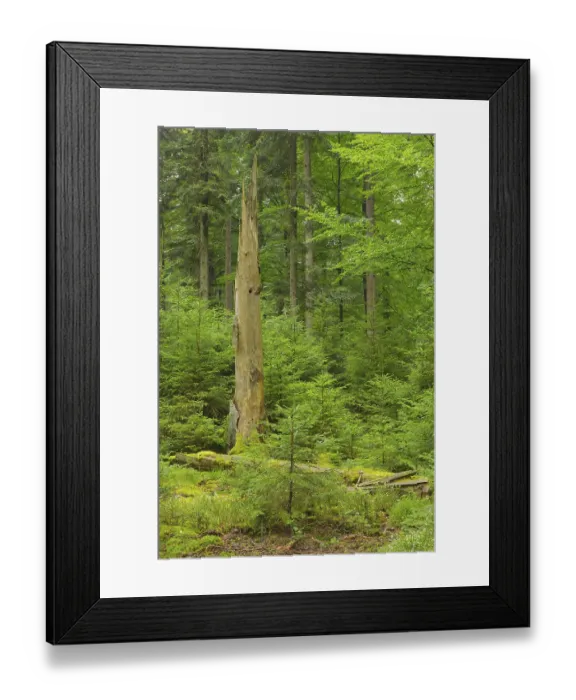 Framed Print : Mixed forest, deadwood, natural regeneration Framed Print : Mixed forest, deadwood, natural regeneration