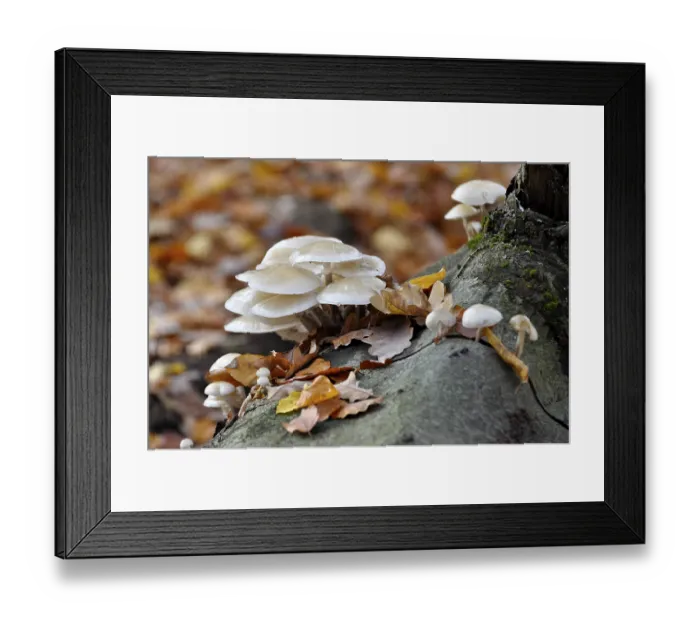 Framed Print : Fungus on a tree trunk in the forest Framed Print : Fungus on a tree trunk in the forest