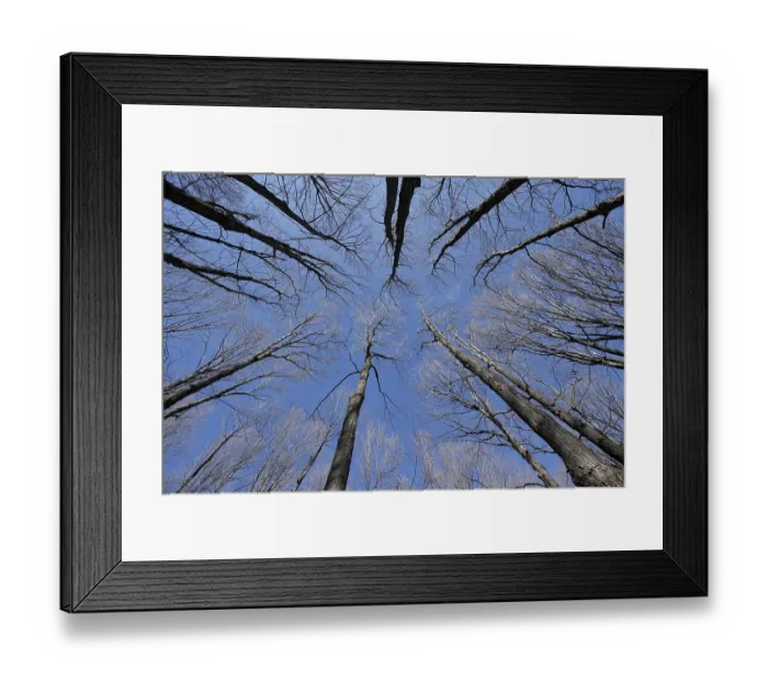Framed Print : Nature, forest, tree tops from below