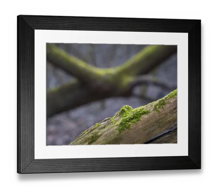 Framed Print : Moss on a tree trunk in a forest