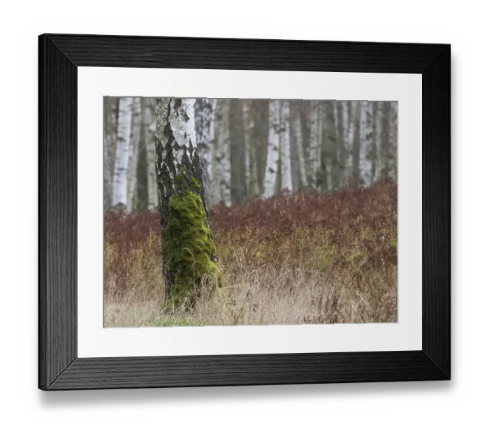 Framed Print : A birch tree has moss on the lower trunk Framed Print : A birch tree has moss on the lower trunk