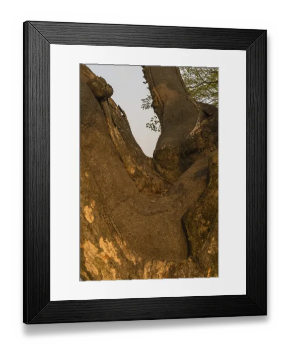 Framed Print : Close up of large 630 year old tree that has been repaired using tar to keep the trunk Framed Print : Close up of large 630 year old tree that has been repaired using tar to keep the trunk