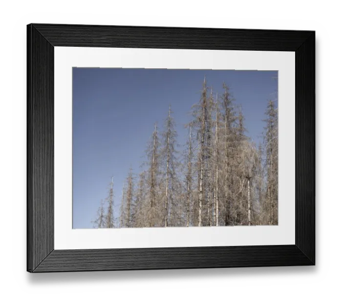 Framed Print : Dead, dead spruces (Picea), tree death Framed Print : Dead, dead spruces (Picea), tree death