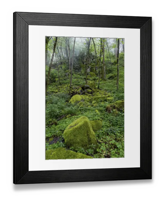 Framed Print : Stones and trees overgrown with moss in the forest at Schaumberg
