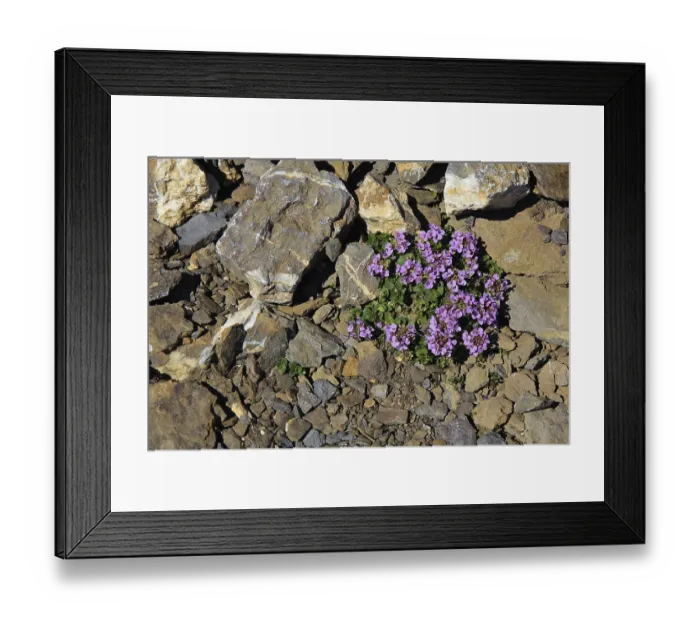 Framed Print : Purple mountain saxifrage also saxifraga oppositifolia