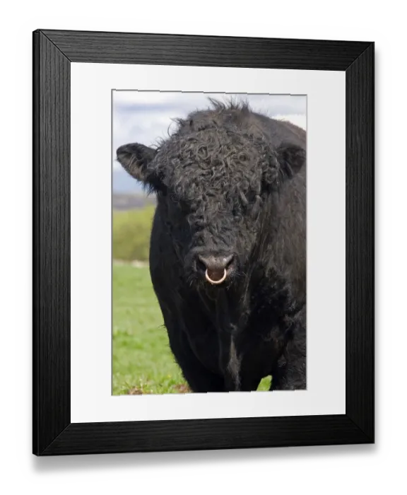 Framed Print : Domestic cattle, Belted Galloway