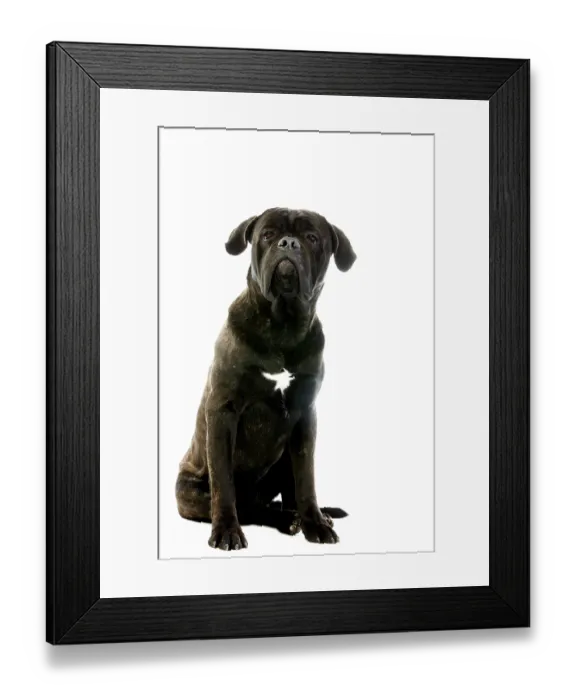 Framed Print : Cane Corso, Dog Breed from Italy Framed Print : Cane Corso, Dog Breed from Italy