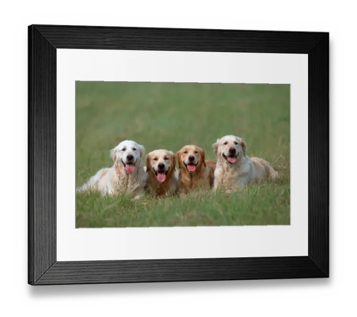 Framed Print : Golden Retriever Framed Print : Golden Retriever