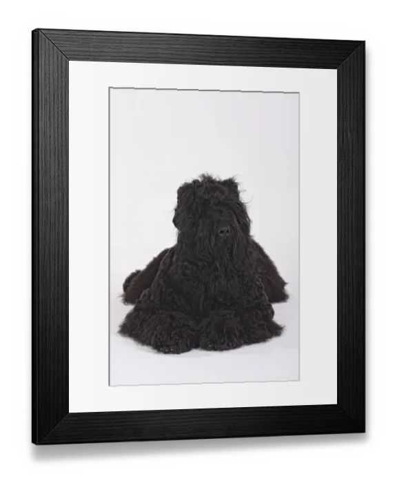 Framed Print : Black Russian Terrier Framed Print : Black Russian Terrier