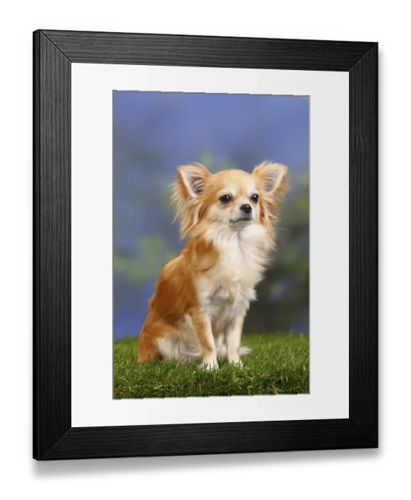 Framed Print : Chihuahua, long-haired
