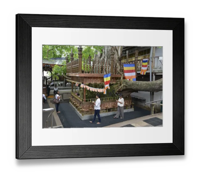 Framed Print : Bodhi tree, Gangaramaya Temple, Colombo, Sri Lanka
