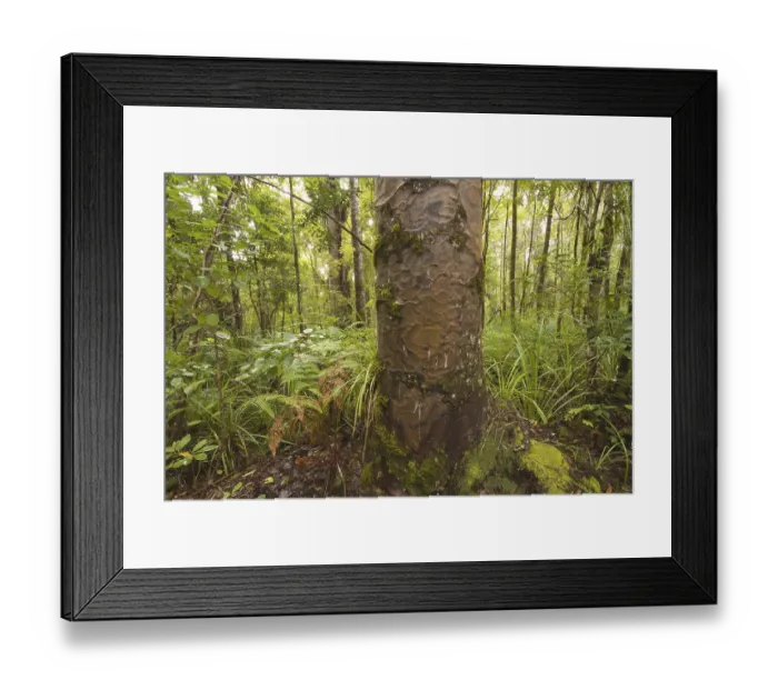 Framed Print : Kauri (Agathis australis) trunk Framed Print : Kauri (Agathis australis) trunk