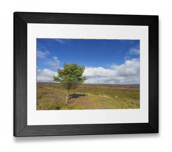 Framed Print : View of moorland habitat with flowering Common Heather (Calluna vulgaris) and isolated Scots Pine (Pinus sylvestris)