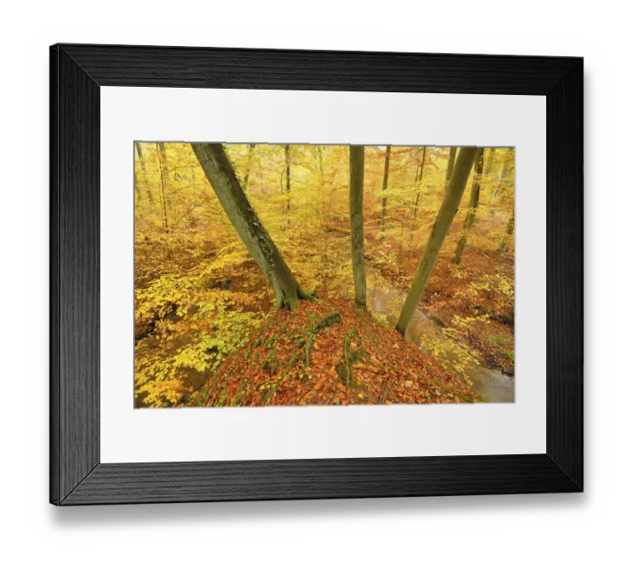 Framed Print : Stream in a beech forest in autumn in Nonnenfliess Nature Reserve near Eberswalde