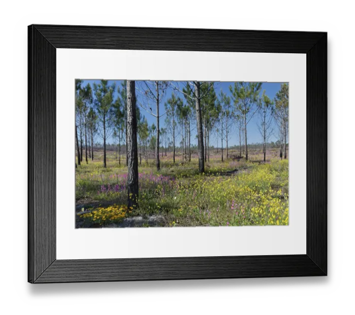 Framed Print : Former forest fire area, near Nazare