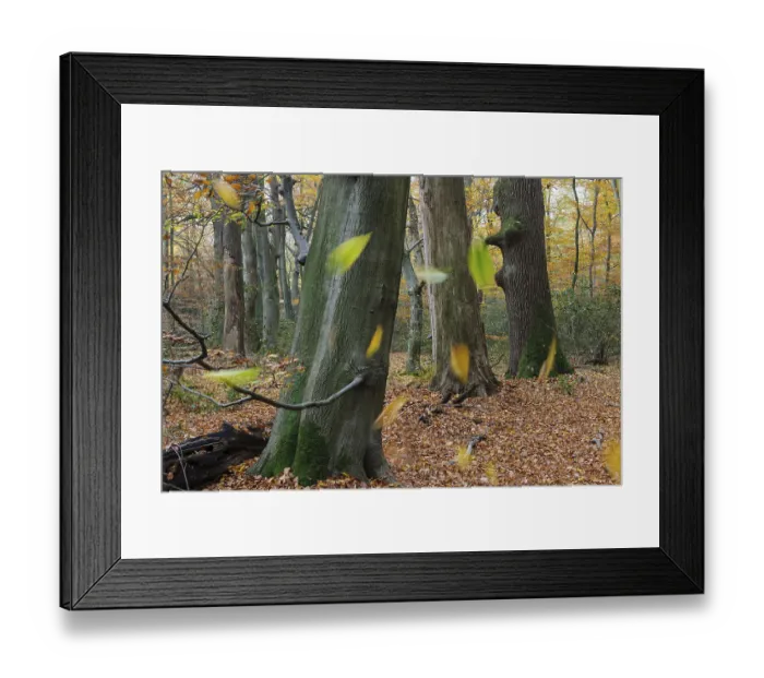 Framed Print : Beech forest, tree trunks, beech trunks Framed Print : Beech forest, tree trunks, beech trunks