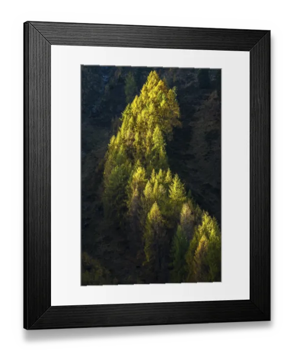 Framed Print : Autumnal larch forest, Sellraintal valley